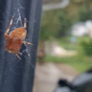 Meet your Posher, Grant